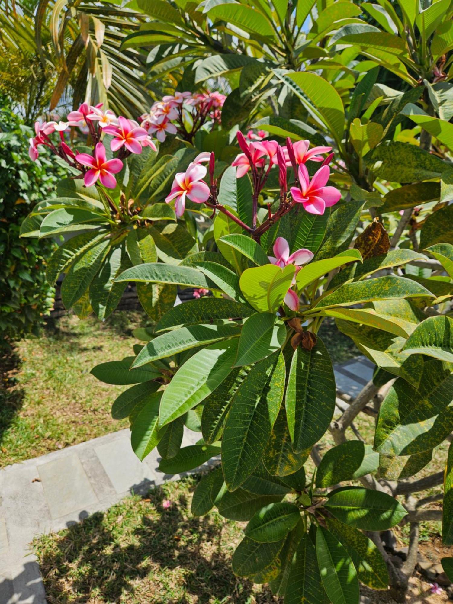 트루 도 두스 Casa Frangipani Mauritius 아파트 외부 사진